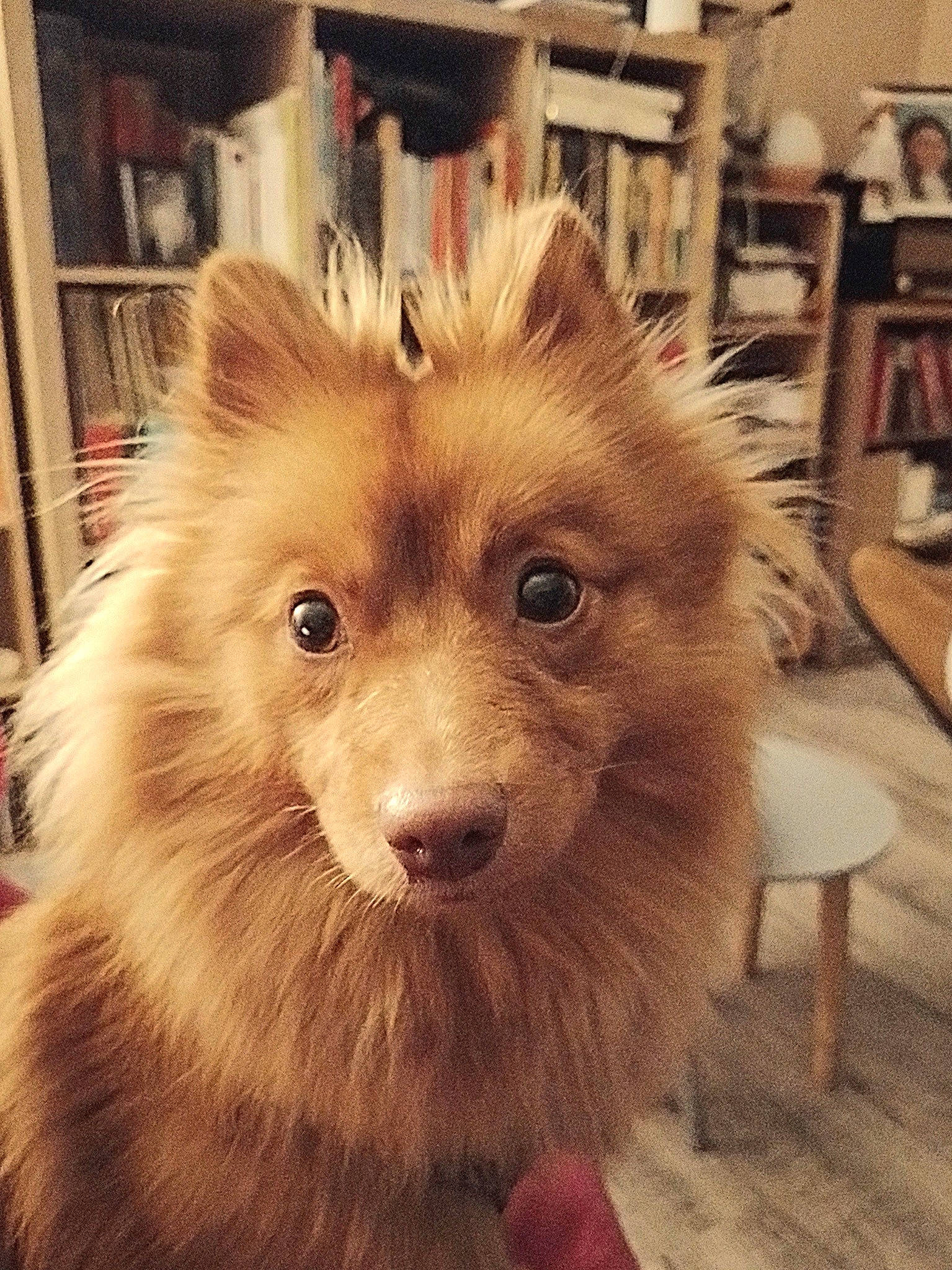 Sophie participe au concours pour gagner de l'argent avec cette photo : bookcase, canidae, carnivore, companion_dog, dog, dog_breed, fawn, flooring, fur, german_spitz, german_spitz_klein, german_spitz_mittel, shelf, snout, spitz, sporting_group, table, whiskers, wood, working_animal