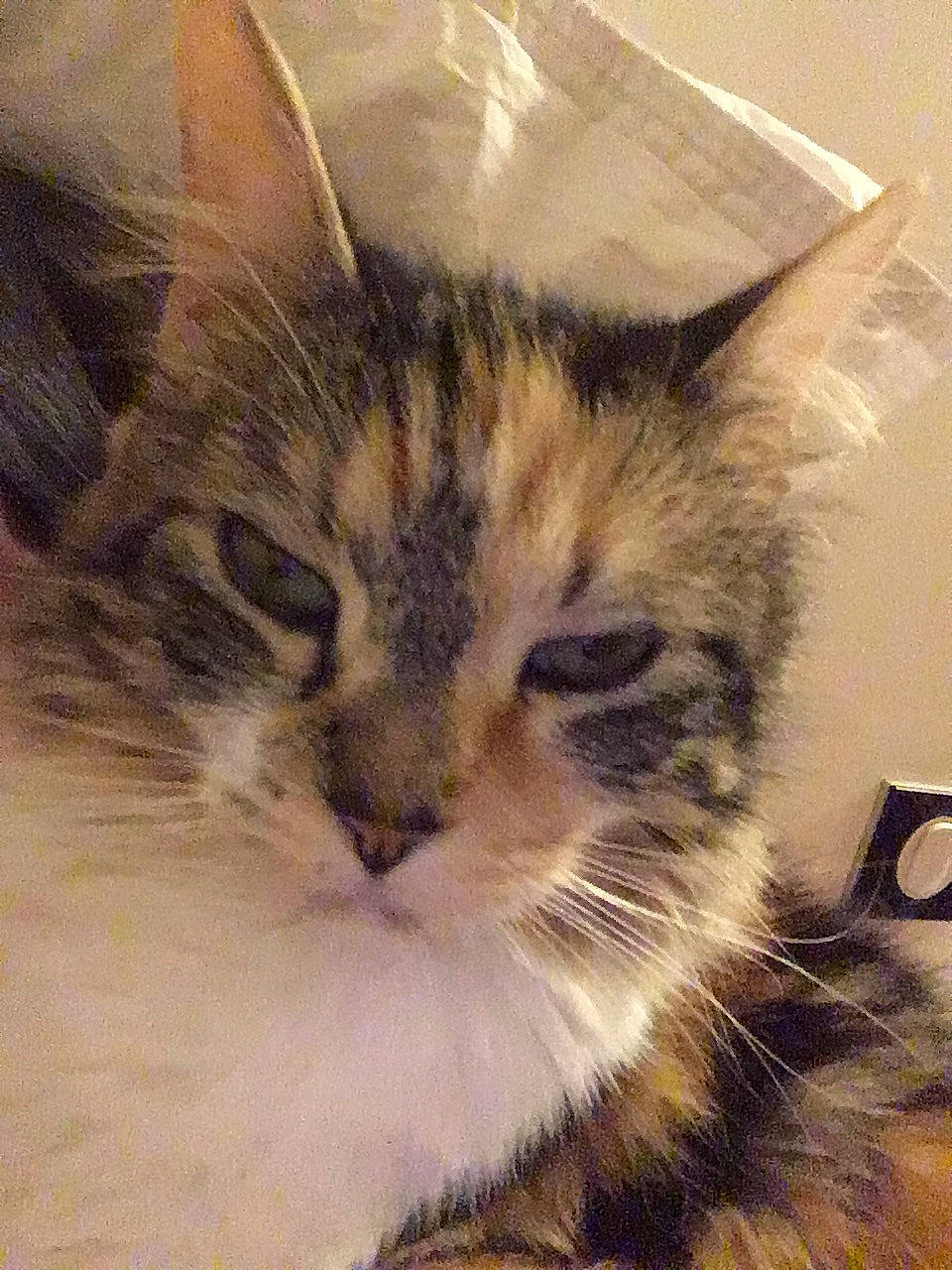 Souricette participe au concours pour gagner de l'argent avec cette photo : carnivore, cat, comfort, domestic_short_haired_cat, felidae, fur, paw, sky, small_to_medium_sized_cats, snout, tail, terrestrial_animal, whiskers