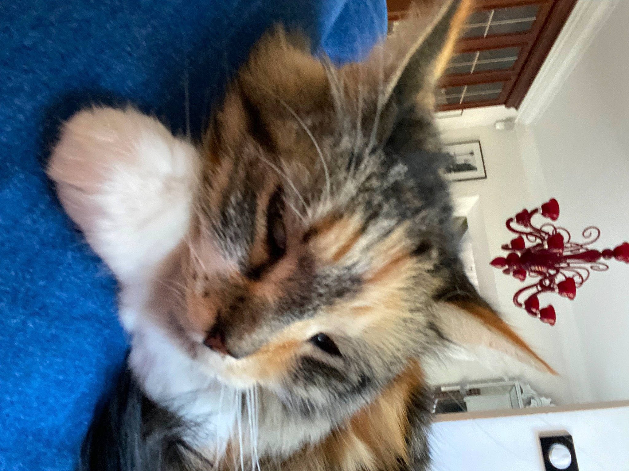 Souricette participe au concours pour gagner de l'argent avec cette photo : carmine, carnivore, cat, claw, comfort, domestic_short_haired_cat, ear, felidae, fur, nap, paw, small_to_medium_sized_cats, snout, tail, terrestrial_animal, whiskers, window