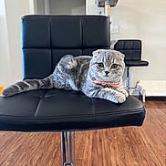 Mochi joined the competition — help win amazing prizes! cat, scottish_fold, gray_cat, bow_tie, chair, black_leather, indoor, wooden_floor, cat_furniture, pet, cute, feline, domestic, relaxed, animal, household, fur, whiskers, ears, eyes