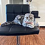 cat, scottish_fold, gray_cat, bow_tie, chair, black_leather, indoor, wooden_floor, cat_furniture, pet, cute, feline, domestic, relaxed, animal, household, fur, whiskers, ears, eyes