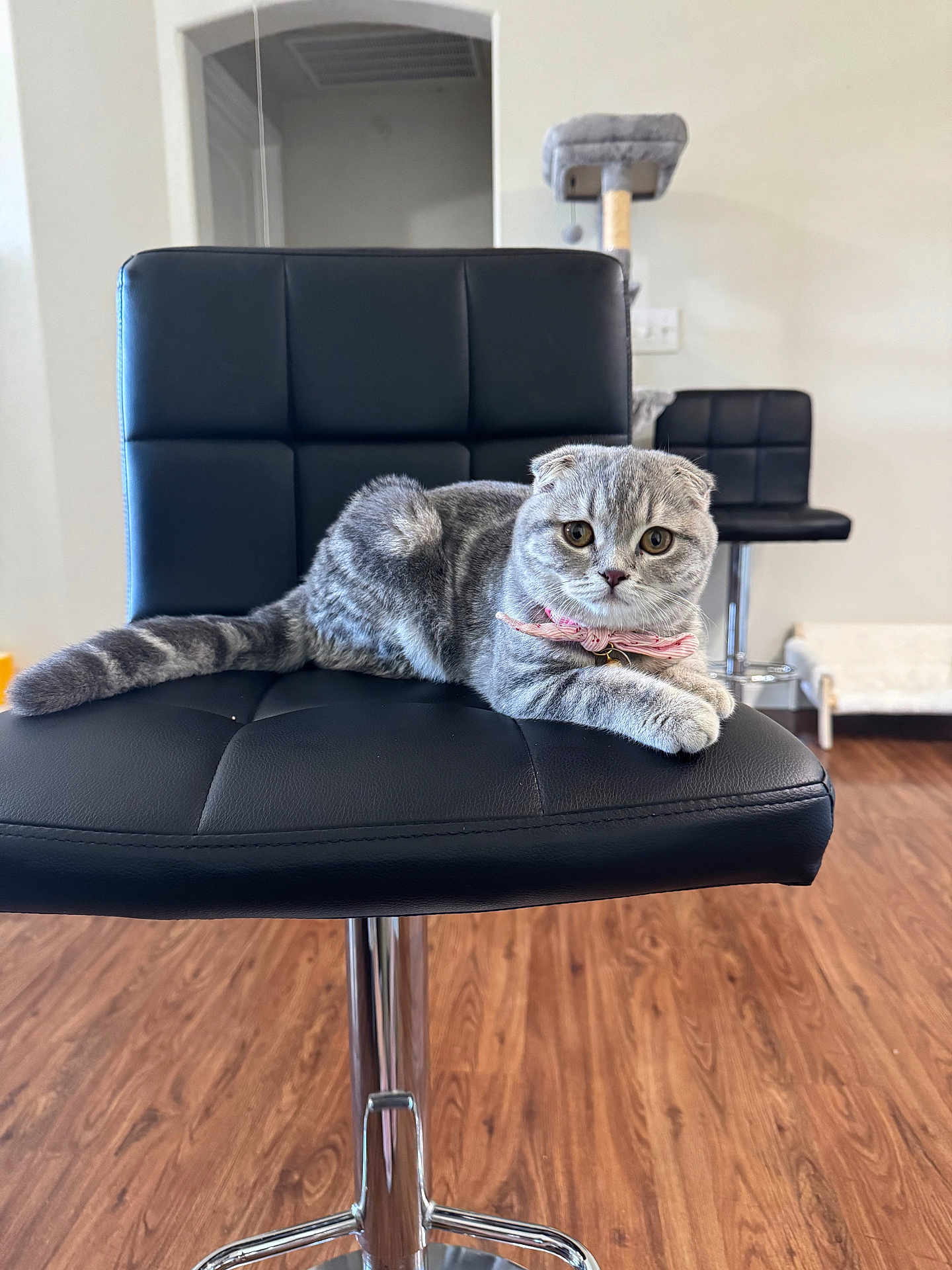 Mochi joined the competition — help win amazing prizes! cat, scottish_fold, gray_cat, bow_tie, chair, black_leather, indoor, wooden_floor, cat_furniture, pet, cute, feline, domestic, relaxed, animal, household, fur, whiskers, ears, eyes