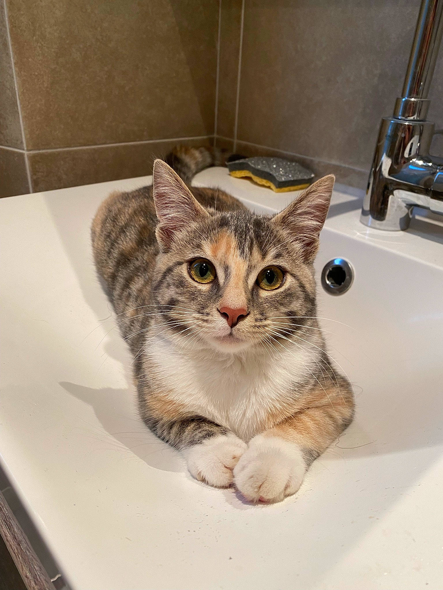 Romy participe au concours pour gagner de l'argent avec cette photo : box, cardboard, carnivore, cat, domestic_short_haired_cat, eye, felidae, flooring, fur, illustration, paw, photo_caption, plumbing_fixture, sink, small_to_medium_sized_cats, snout, tail, vehicle, whiskers, wildlife