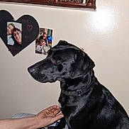 Piper is registered to the contest to win money with this photo: black_dog, blanket, collar, couch, dog, face, family, furniture, hand, head, heart, human, indoor, love, person, pet, photograph, portrait, sitting, wall