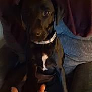 Piper joined the competition — help win amazing prizes! dog, black_dog, pet, animal, couch, hand, human_hand, indoor, collar, sitting, dark, blurry, furniture, comfort, friendship, paw, close_up, low_light, domestic_animal, companionship