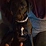 animal, black_dog, blurry, close_up, collar, comfort, companionship, couch, dark, dog, domestic_animal, friendship, furniture, hand, human_hand, indoor, low_light, paw, pet, sitting