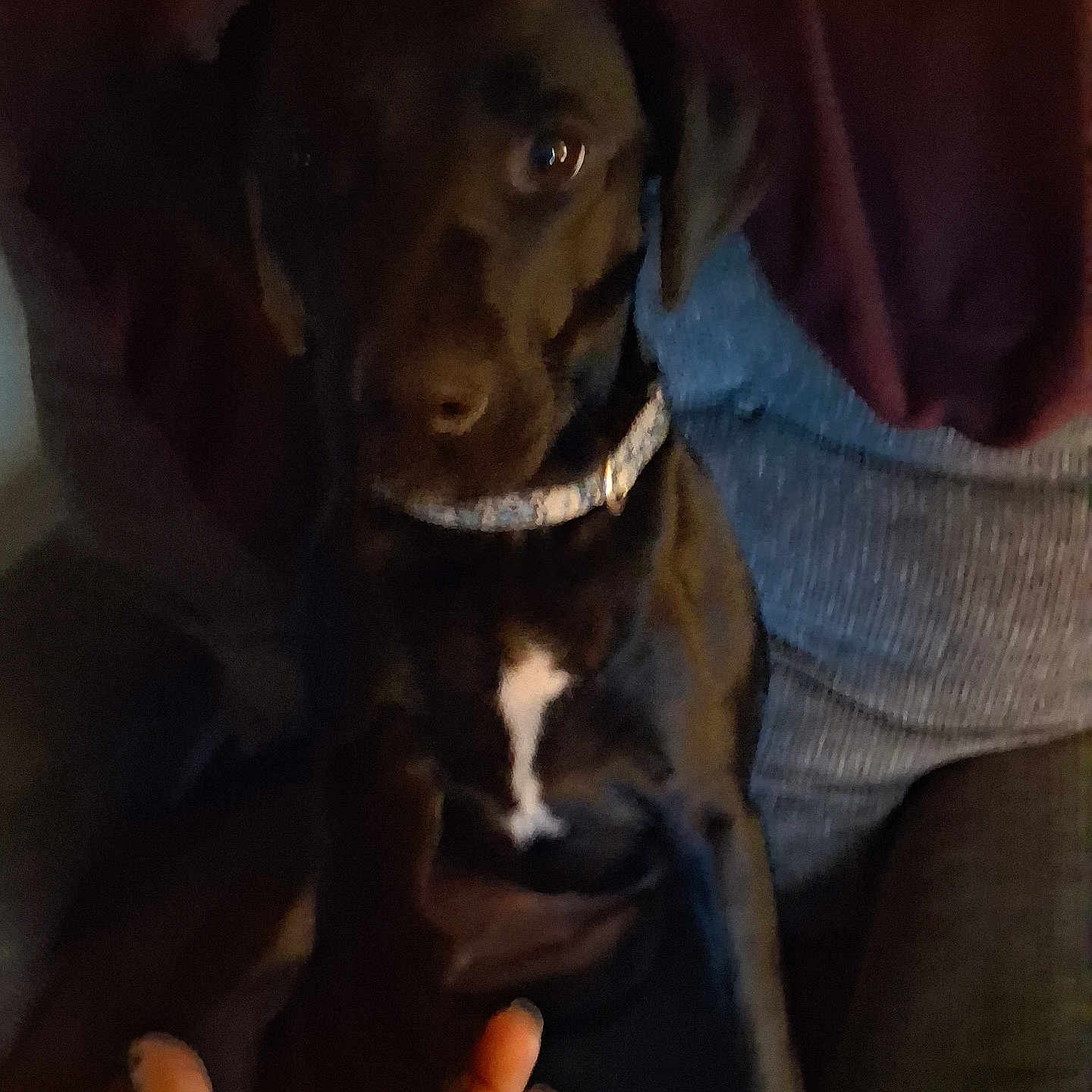 Piper joined the competition — help win amazing prizes! animal, black_dog, blurry, close_up, collar, comfort, companionship, couch, dark, dog, domestic_animal, friendship, furniture, hand, human_hand, indoor, low_light, paw, pet, sitting