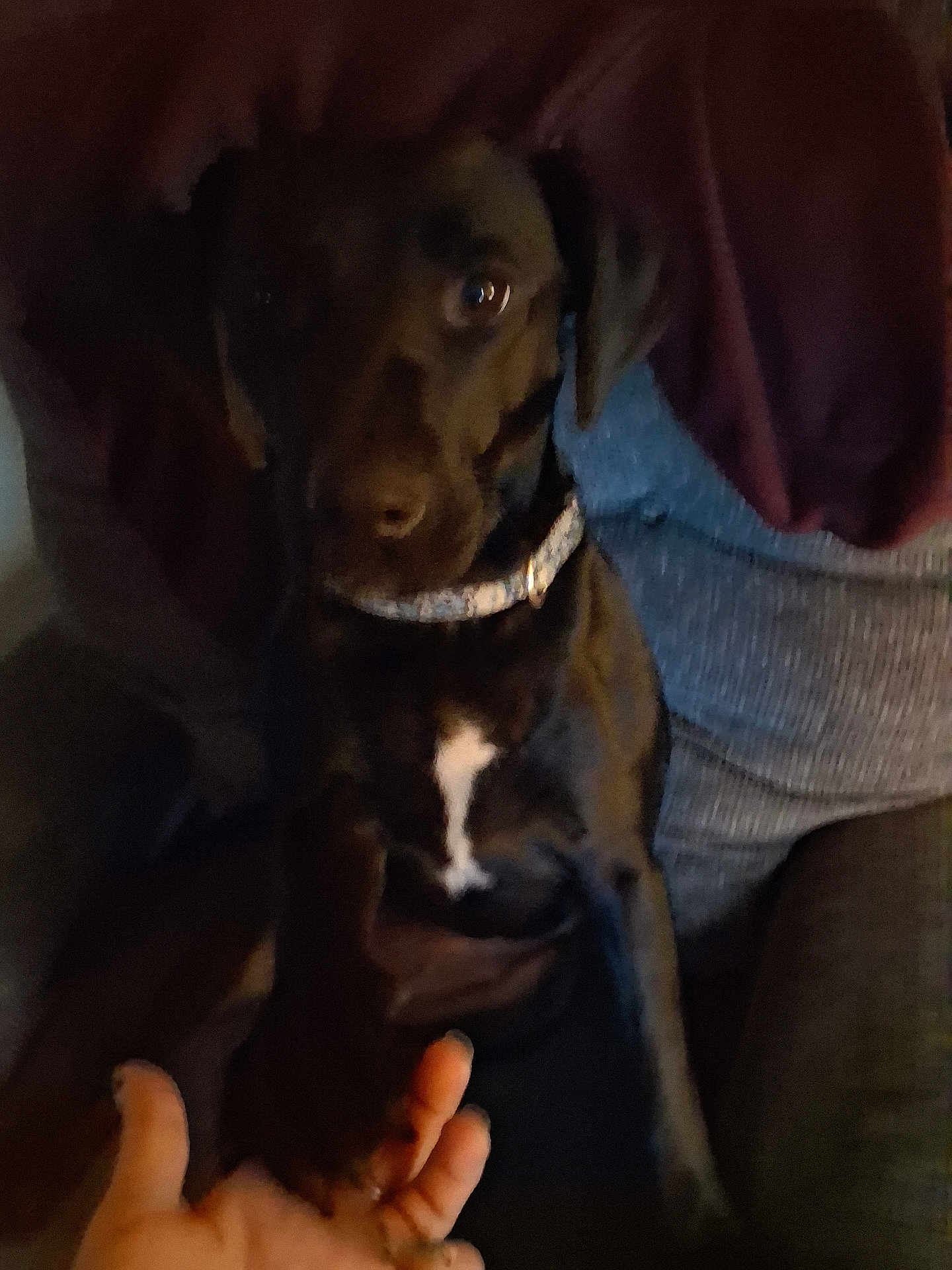 Piper