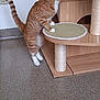 cat, orange_tabby, white_paws, cat_tree, scratching_post, carpet, indoor, curious, pet, feline, wooden_furniture, animal, standing, playful, home, domestic_cat, paw, tail, claws, exploring