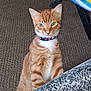 Nemesis is registered to the contest to win money with this photo: animal, background, blanket, carpet, cat, closeup, collar, curious, dog_paws, domestic, feline, floor, fur, ginger_cat, indoor, looking_up, paws, pet, tabby, whiskers