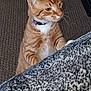 Nemesis joined the competition — help win amazing prizes! animal, carpet, cat, closeup, collar, curious, cute, domestic, ears, feline, fur, ginger_cat, indoor, mammal, paws, pet, playful, tabby, texture, whiskers