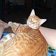 Nemesis is registered to the contest to win money with this photo: cat, orange_tabby, pet, animal, indoor, blanket, fur, whiskers, green_eyes, relaxed, resting, person, legs, carpet, furniture, dark_room, home, cute, mammal, domestic_cat