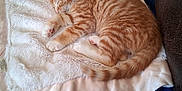 Nemesis joined the competition — help win amazing prizes! abyssinian, animal, baby, bed, bedroom, blanket, cat, couch, cushion, furniture, head, homedecor, indoors, kitten, manx, person, pet, quilt, room, sleeping