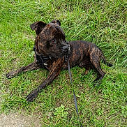 Vins a rejoint le concours — aidez-le/la à gagner de superbes lots ! alert, animal, brindle, canine, collar, daylight, dog, fur, grass, greenery, ground, leash, mammal, nature, outdoor, path, pet, resting, side_view, walk