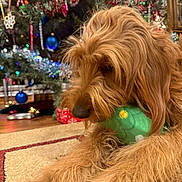 Molly joined the competition — help win amazing prizes! animal, brown_dog, carpet, christmas_lights, christmas_tree, closeup, cute, decorations, dog, festive, floor, fur, holiday, home, indoor, muzzle, ornaments, pet, relaxed, toy