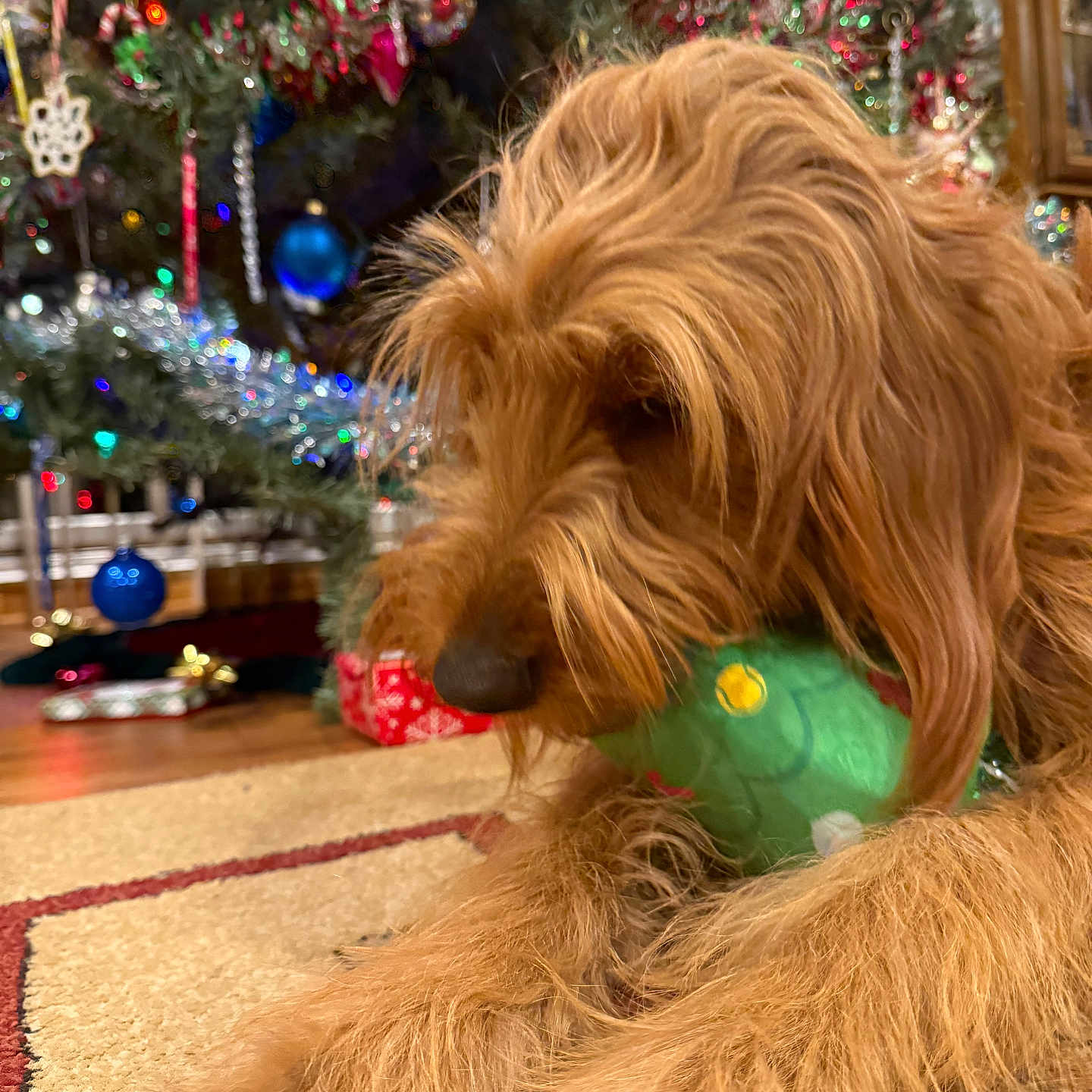 Molly joined the competition — help win amazing prizes! animal, brown_dog, carpet, christmas_lights, christmas_tree, closeup, cute, decorations, dog, festive, floor, fur, holiday, home, indoor, muzzle, ornaments, pet, relaxed, toy