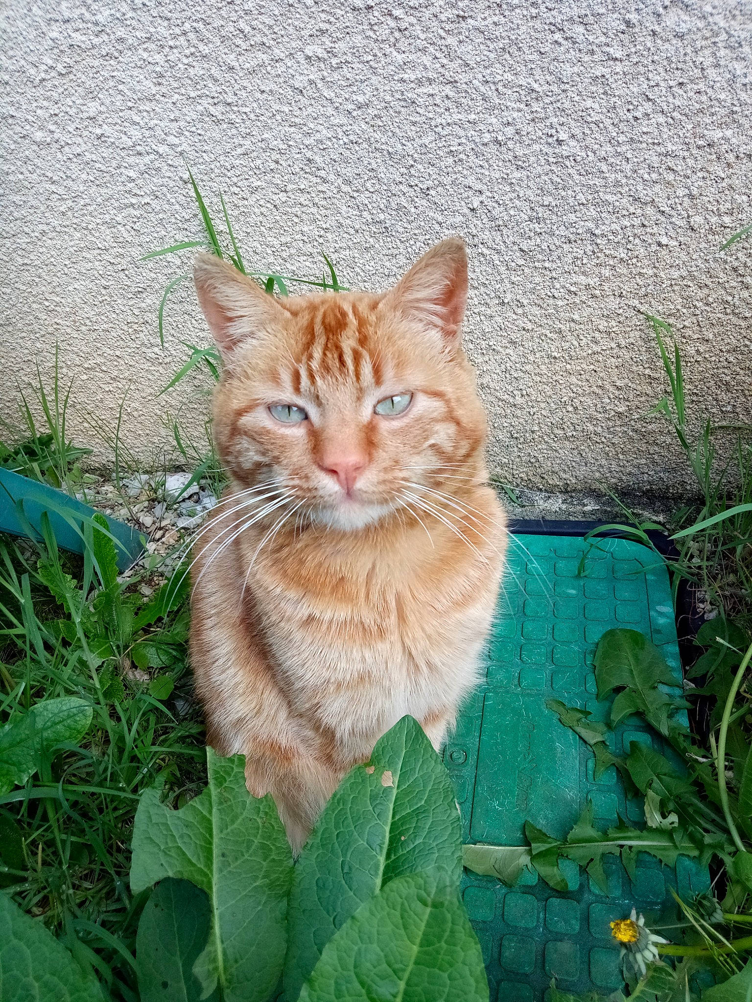 Buzz a rejoint le concours — aidez-le/la à gagner de superbes lots ! art, carnivore, cat, domestic_short_haired_cat, fawn, felidae, fur, grass, groundcover, herb, plant, small_to_medium_sized_cats, snout, tail, terrestrial_animal, tree, whiskers, wildlife, window