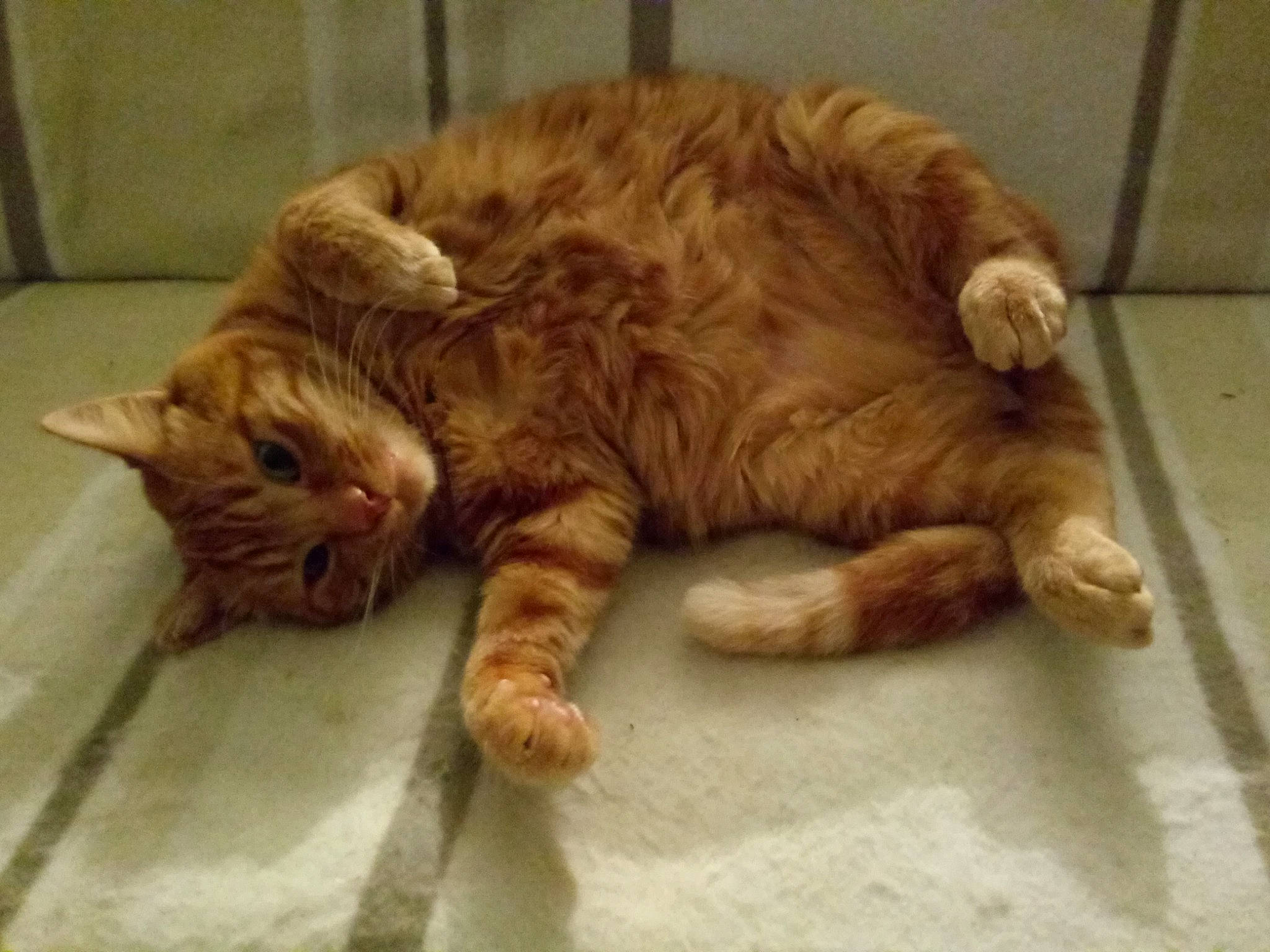 Buzz participe au concours pour gagner de l'argent avec cette photo : carnivore, cat, claw, comfort, domestic_short_haired_cat, eye, fawn, felidae, flooring, foot, fur, nap, paw, sleep, small_to_medium_sized_cats, snout, tail, terrestrial_animal, whiskers, wood