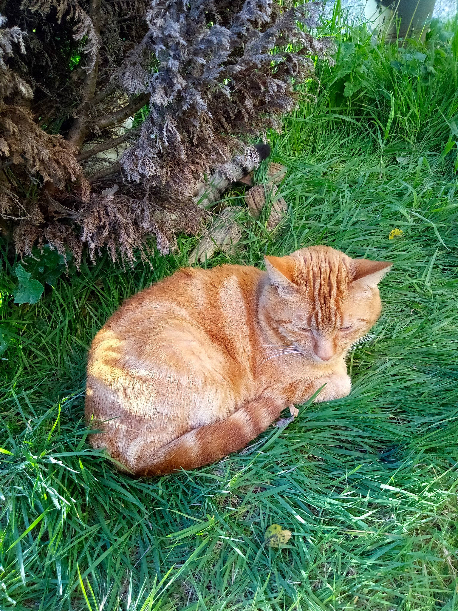 Buzz a rejoint le concours — aidez-le/la à gagner de superbes lots ! art, carnivore, cat, domestic_short_haired_cat, fawn, felidae, fur, grass, groundcover, plant, small_to_medium_sized_cats, snout, sporting_group, tail, terrestrial_animal, tree, trunk, whiskers, wildlife, wood