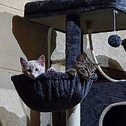 Bully Et Bandit participe au concours pour gagner de l'argent avec cette photo : kitten, cat, two_cats, animal, pet, feline, cute, curious, sitting, cat_tree, scratching_post, hammock, hanging_toy, indoor, play_area, tabby, white_cat, gray_cat, whiskers, ears