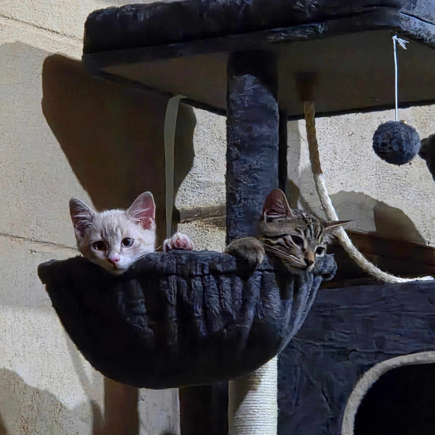 Bully Et Bandit participe au concours pour gagner de l'argent avec cette photo : kitten, cat, two_cats, animal, pet, feline, cute, curious, sitting, cat_tree, scratching_post, hammock, hanging_toy, indoor, play_area, tabby, white_cat, gray_cat, whiskers, ears