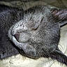 animal, bed, cat, close_up, cozy, cute, domestic_cat, ear, fabric, face, feline, gray_fur, nose, peaceful, pet, relaxation, resting, sleeping, soft_fur, whiskers