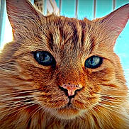 Oslo a rejoint le concours — aidez-le/la à gagner de superbes lots ! cat, orange_cat, feline, pet, close_up, portrait, whiskers, blue_eyes, ginger_fur, nose, ears, fluffy, indoor, window_blinds, sunlight, macro, face, cute, majestic, muzzle