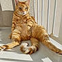 cat, ginger_cat, tabby, orange_fur, feline, pet, domestic_cat, sunlight, balcony, relaxed, lounging, portrait, whiskers, paw, tail, striped, shadow, indoor_outdoor, cute, sitting