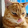cat, ginger_cat, pet, tongue_out, whiskers, close_up, portrait, feline, indoor, sunlight, orange_fur, paw, ears, licking, blue_sky, relaxed, cute, fur_texture, shallow_depth_of_field, sleepy_eyes