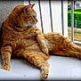 cat, ginger_cat, orange_tabby, pet, feline, chubby_cat, whiskers, paw, fur, balcony, railing, window, ledge, relaxing, lounging, portrait, outdoor_view, grass, wall_texture, plush
