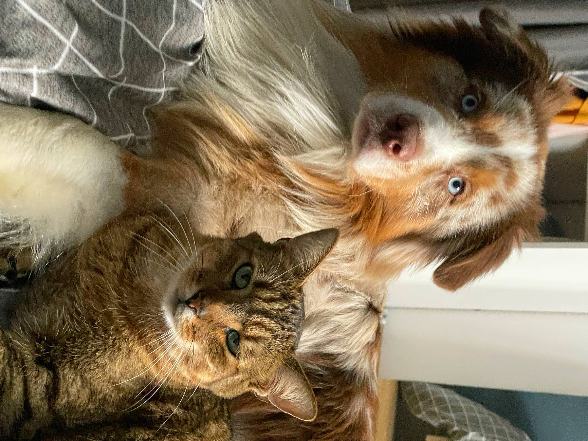 Prince participe au concours pour gagner de l'argent avec cette photo : canidae, carnivore, cat, claw, companion_dog, dog, dog_breed, domestic_short_haired_cat, ear, fawn, felidae, fur, liver, paw, small_to_medium_sized_cats, snout, tail, terrier, toy_dog, whiskers