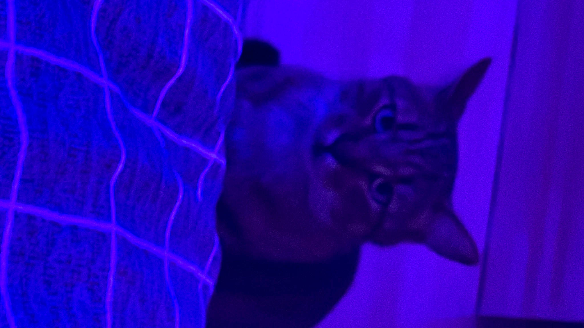 Prince a rejoint le concours — aidez-le/la à gagner de superbes lots ! carnivore, cat, darkness, electric_blue, entertainment, event, felidae, fur, macro_photography, magenta, night, performing_arts, petal, plant, purple, room, sky, small_to_medium_sized_cats, violet, whiskers