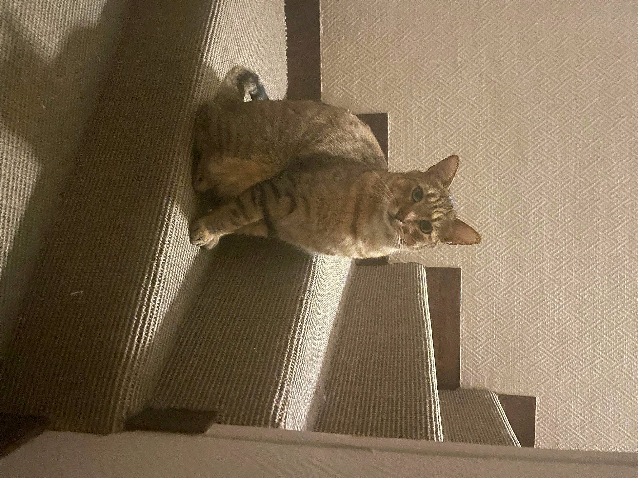 Prince a rejoint le concours — aidez-le/la à gagner de superbes lots ! carnivore, cat, ceiling, comfort, domestic_short_haired_cat, fawn, felidae, flooring, fur, grey, hardwood, room, shadow, small_to_medium_sized_cats, snout, tail, whiskers, window, window_covering, wood