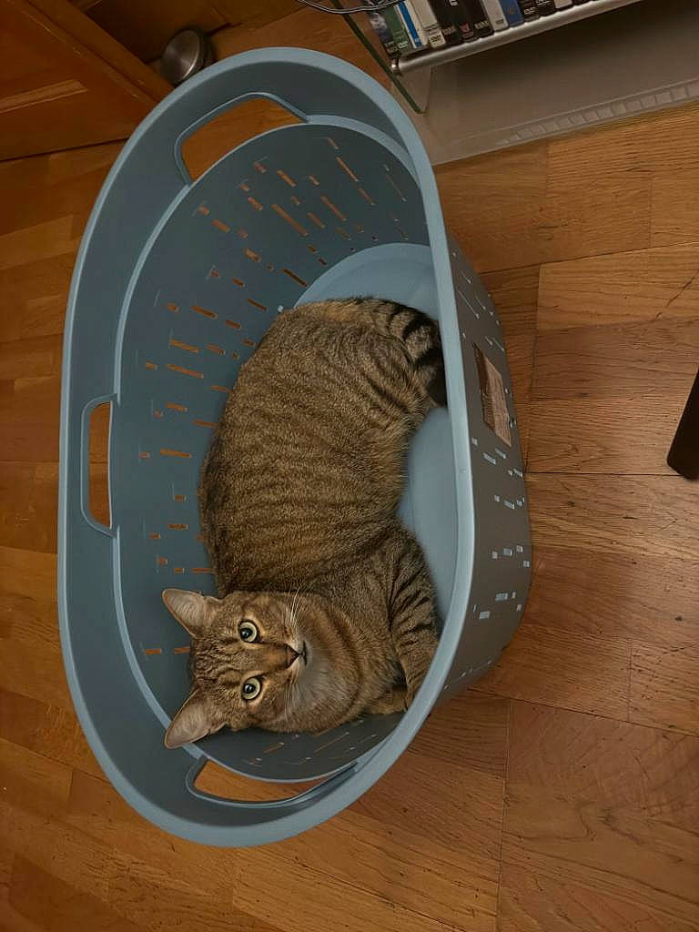 Prince participe au concours pour gagner de l'argent avec cette photo : carnivore, cat, domestic_short_haired_cat, fawn, felidae, flooring, fur, hardwood, muroidea, pet_supply, rodent, shelf, small_to_medium_sized_cats, tail, terrestrial_animal, whiskers, wildlife, wood, wood_flooring, wood_stain