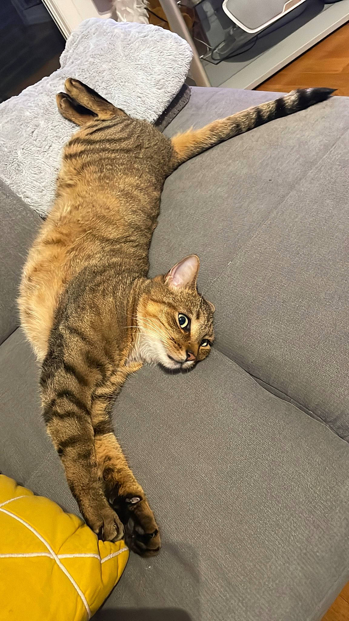 Prince participe au concours pour gagner de l'argent avec cette photo : cap, carnivore, cat, claw, comfort, computer_keyboard, domestic_short_haired_cat, fawn, felidae, flooring, foot, fur, hat, paw, sitting, small_to_medium_sized_cats, snout, tail, terrestrial_animal, whiskers