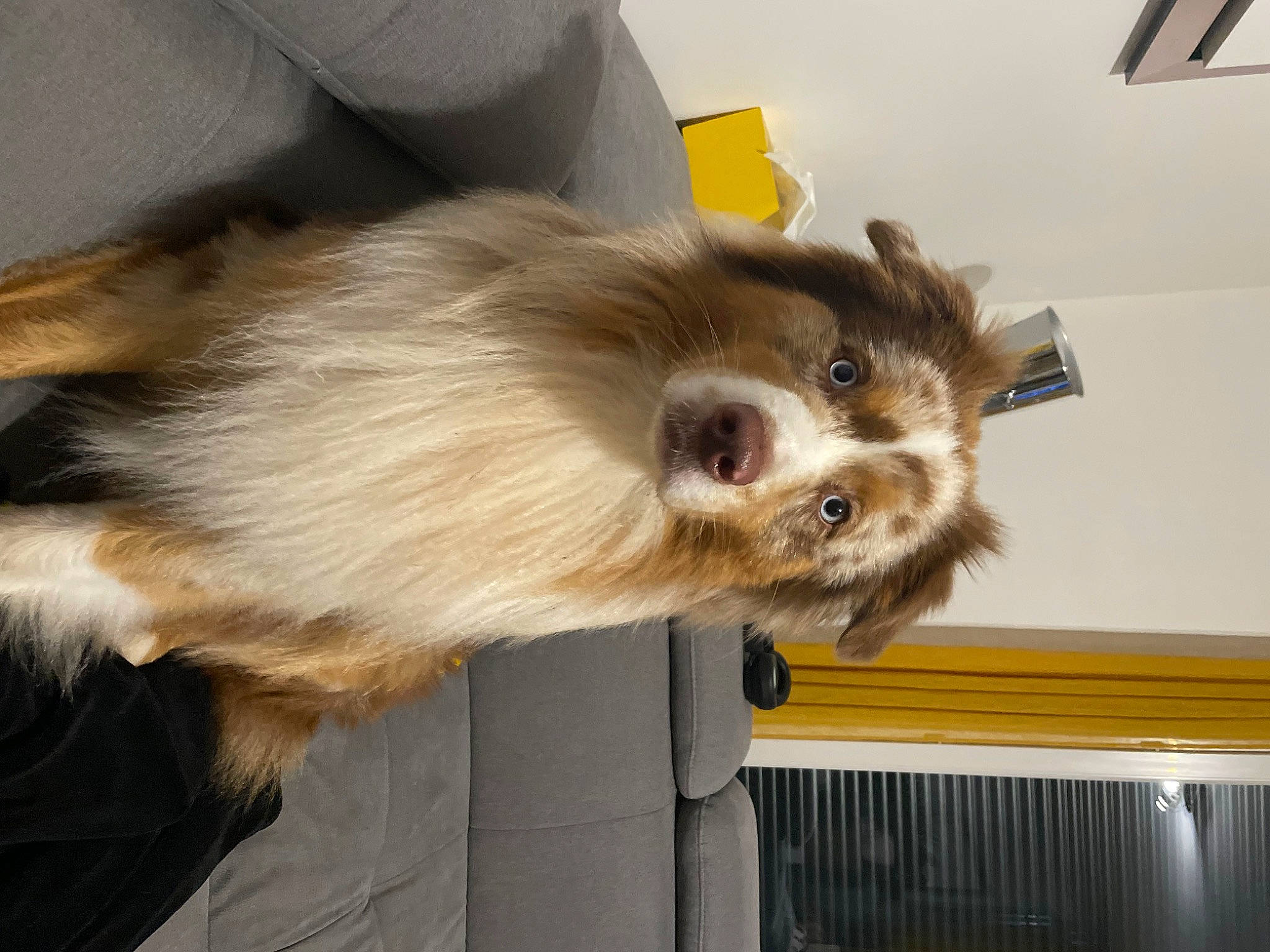 Spaïko a rejoint le concours — aidez-le/la à gagner de superbes lots ! canidae, carnivore, companion_dog, dog, dog_breed, dog_supply, fawn, fur, german_spitz, non_sporting_group, puppy, small_terrier, sporting_group, terrier, toy_dog, whiskers, working_animal