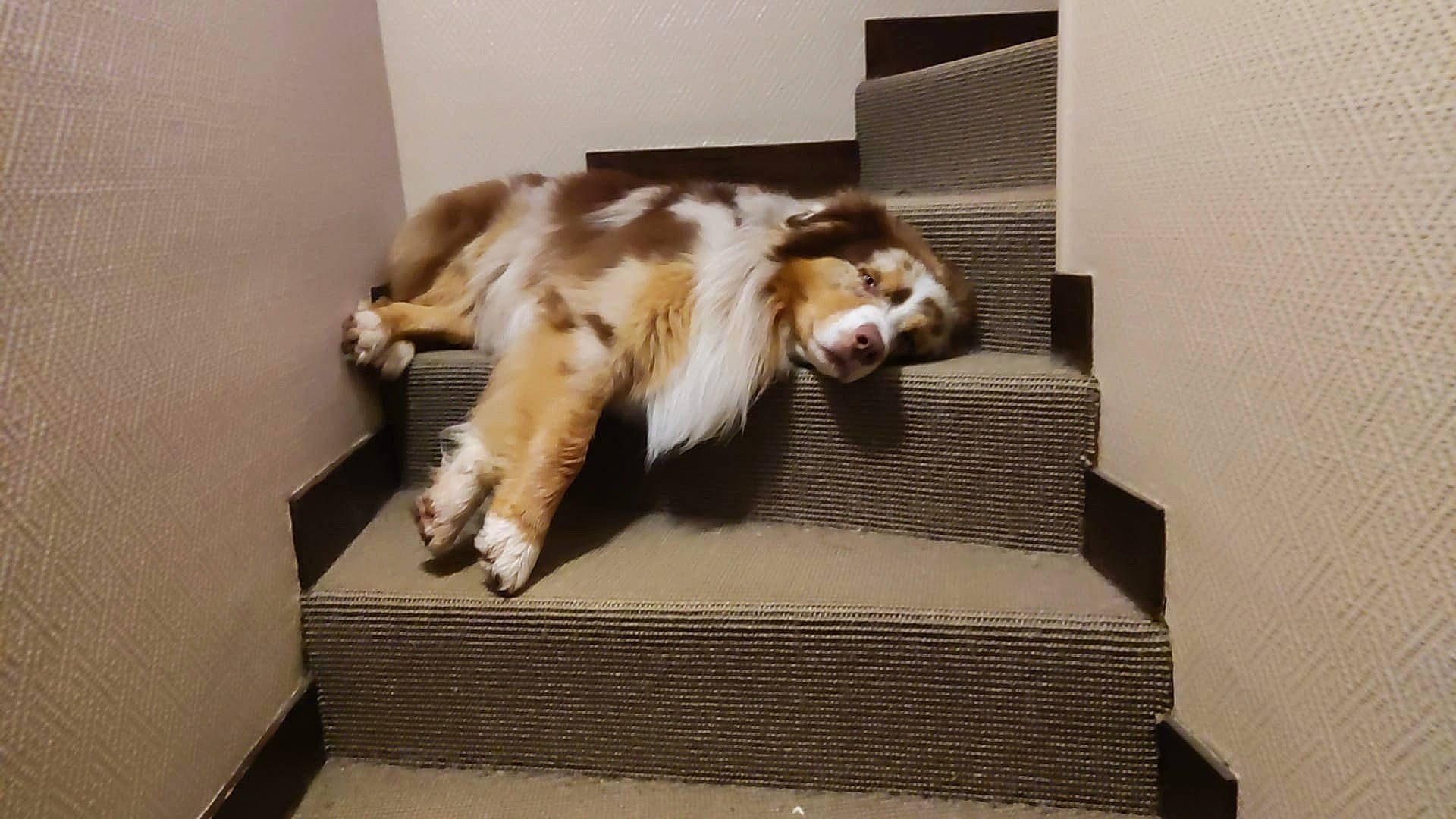 Spaïko participe au concours pour gagner de l'argent avec cette photo : canidae, carnivore, cat, comfort, companion_dog, dog_breed, fawn, felidae, floor, flooring, fur, hardwood, paw, room, small_to_medium_sized_cats, snout, sporting_group, tail, whiskers, wood