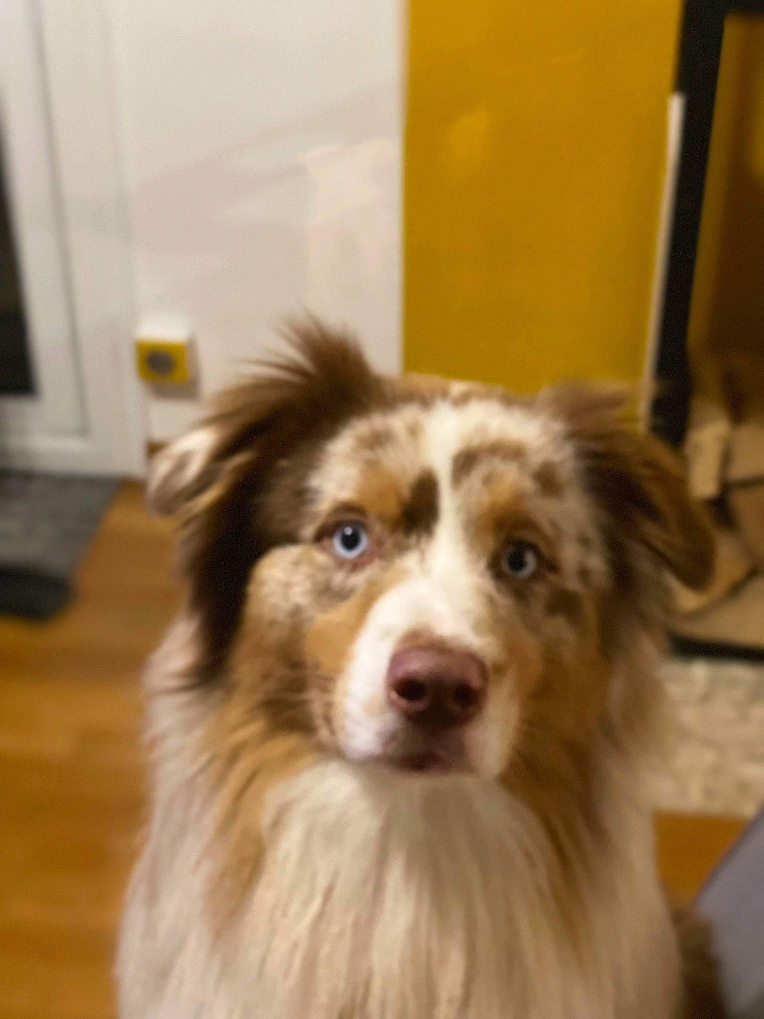 Spaïko participe au concours pour gagner de l'argent avec cette photo : australian_shepherd, border_collie, carnivore, collie, companion_dog, dog, dog_breed, eye, flooring, fur, hardwood, herding_dog, plant, rough_collie, snout, sporting_group, terrestrial_animal, whiskers, wood, working_animal