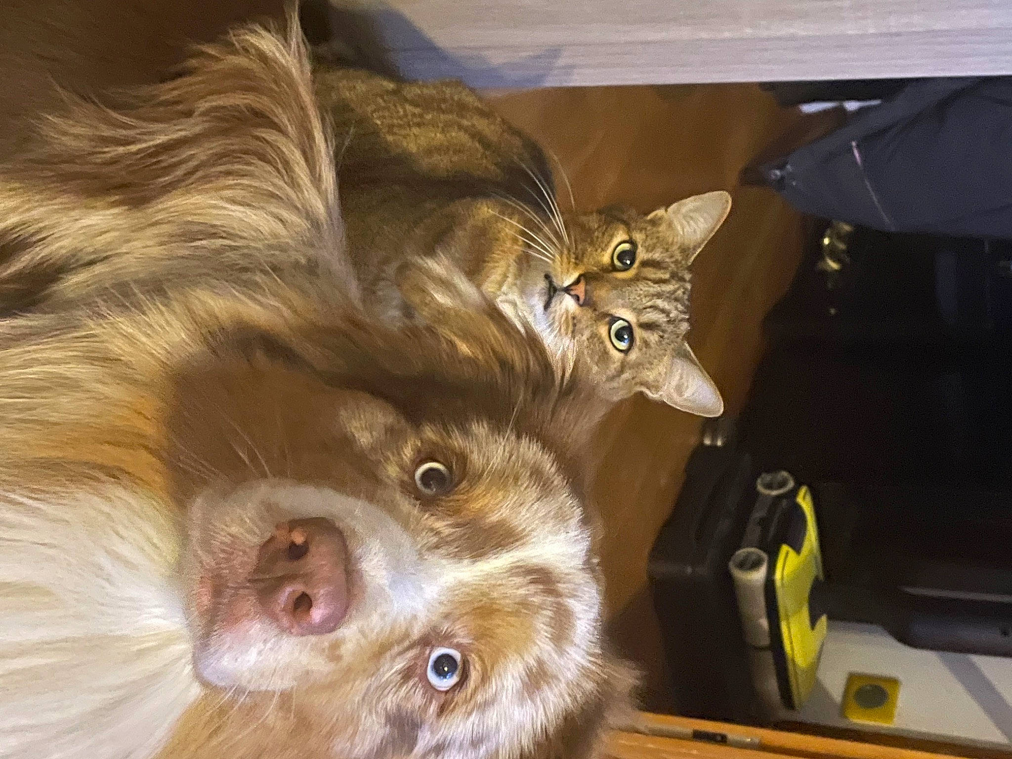 Spaïko a rejoint le concours — aidez-le/la à gagner de superbes lots ! canidae, carnivore, cat, claw, companion_dog, dog_breed, domestic_short_haired_cat, ear, eye, fawn, felidae, fur, liver, paw, small_to_medium_sized_cats, snout, sporting_group, tail, terrestrial_animal, whiskers