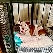 Jay joined the competition — help win amazing prizes! animal, brown_and_white, cage, canine, comfortable, cozy, crate, cute, dog, dog_bed, domestic, furniture, happy, indoor, pet, playful, plush_toy, puppy, resting, smiling