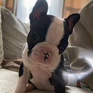 Buzz a rejoint le concours — aidez-le/la à gagner de superbes lots ! puppy, dog, boston_terrier, black_and_white, cute, paw, nose, ears, indoor, sofa, blanket, couch, window, curtain, portrait, close_up, young, lens_flare, soft_light, pet