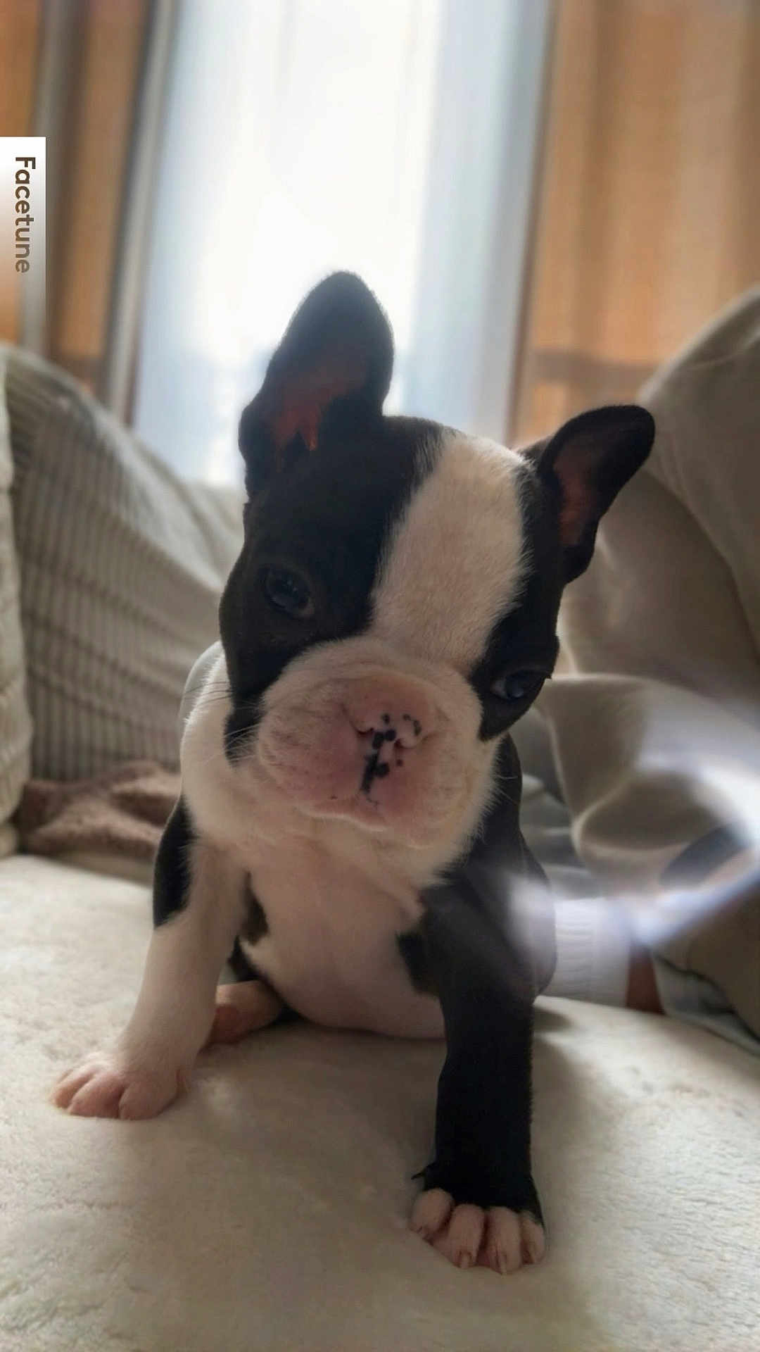 Buzz a rejoint le concours — aidez-le/la à gagner de superbes lots ! puppy, dog, boston_terrier, black_and_white, cute, paw, nose, ears, indoor, sofa, blanket, couch, window, curtain, portrait, close_up, young, lens_flare, soft_light, pet