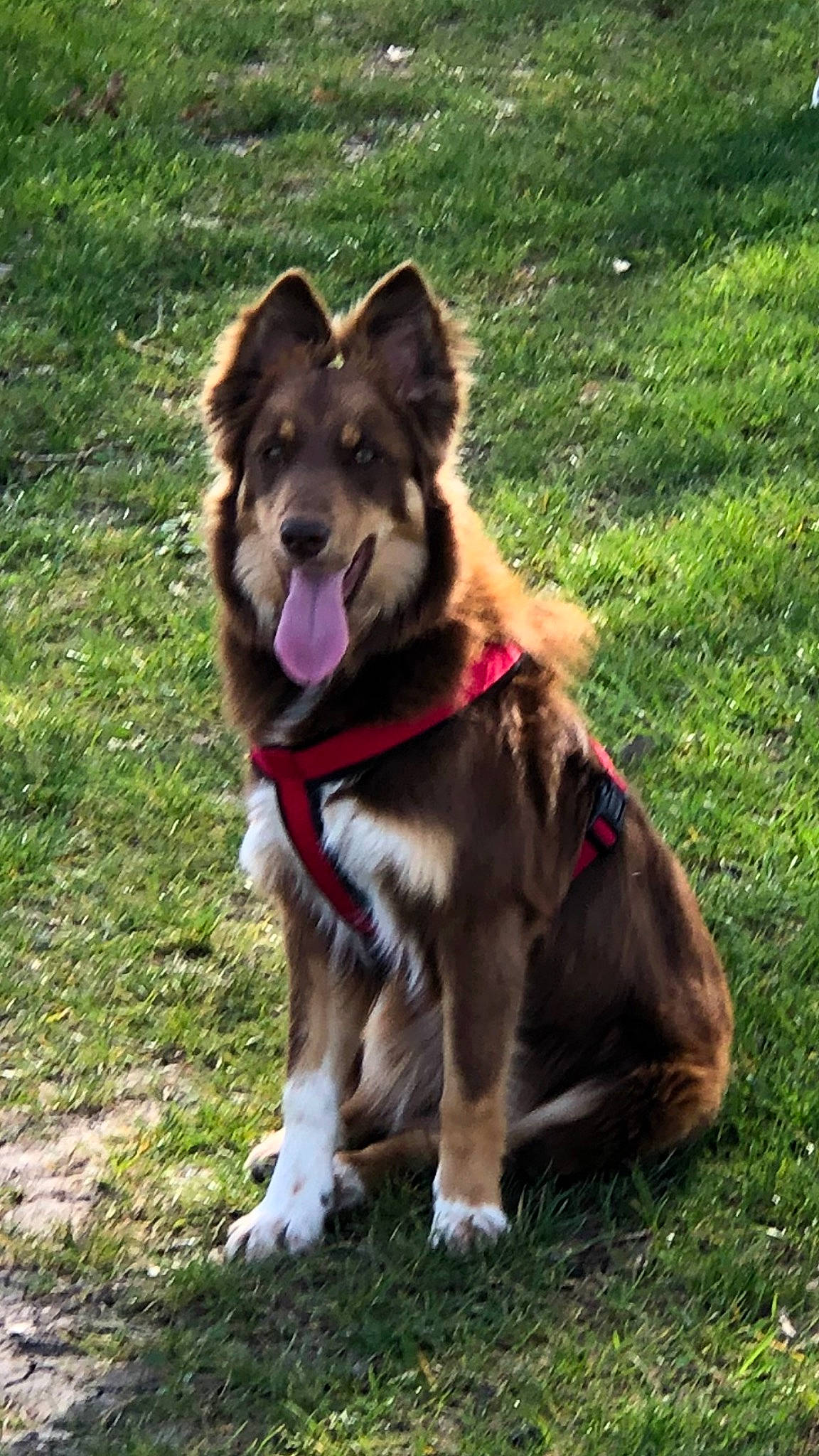 Soana participe au concours pour gagner de l'argent avec cette photo : canidae, carnivore, collar, companion_dog, dog, dog_breed, dog_collar, dog_hiking, dog_supply, east_european_shepherd, fawn, grass, herding_dog, leash, pet_supply, sled_dog, snout, sporting_group, tail, working_animal