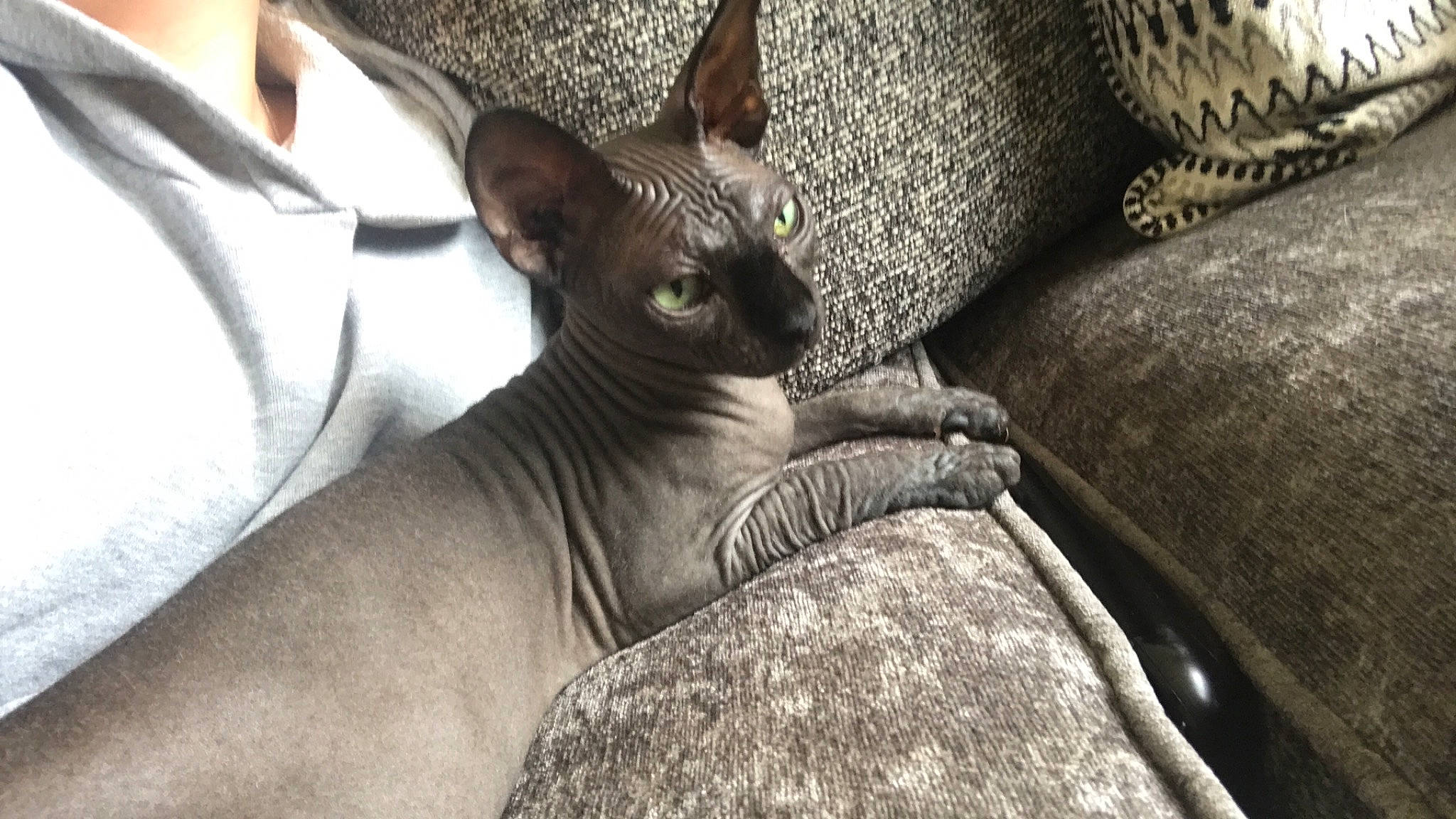 Connie is registered to the contest to win money with this photo: american_hairless_terrier, carnivore, cat, cornish_rex, donskoy, fawn, felidae, mammal, peterbald, rex_cat, small_to_medium_sized_cats, snout, sphynx, ukrainian_levkoy, vertebrate, whiskers