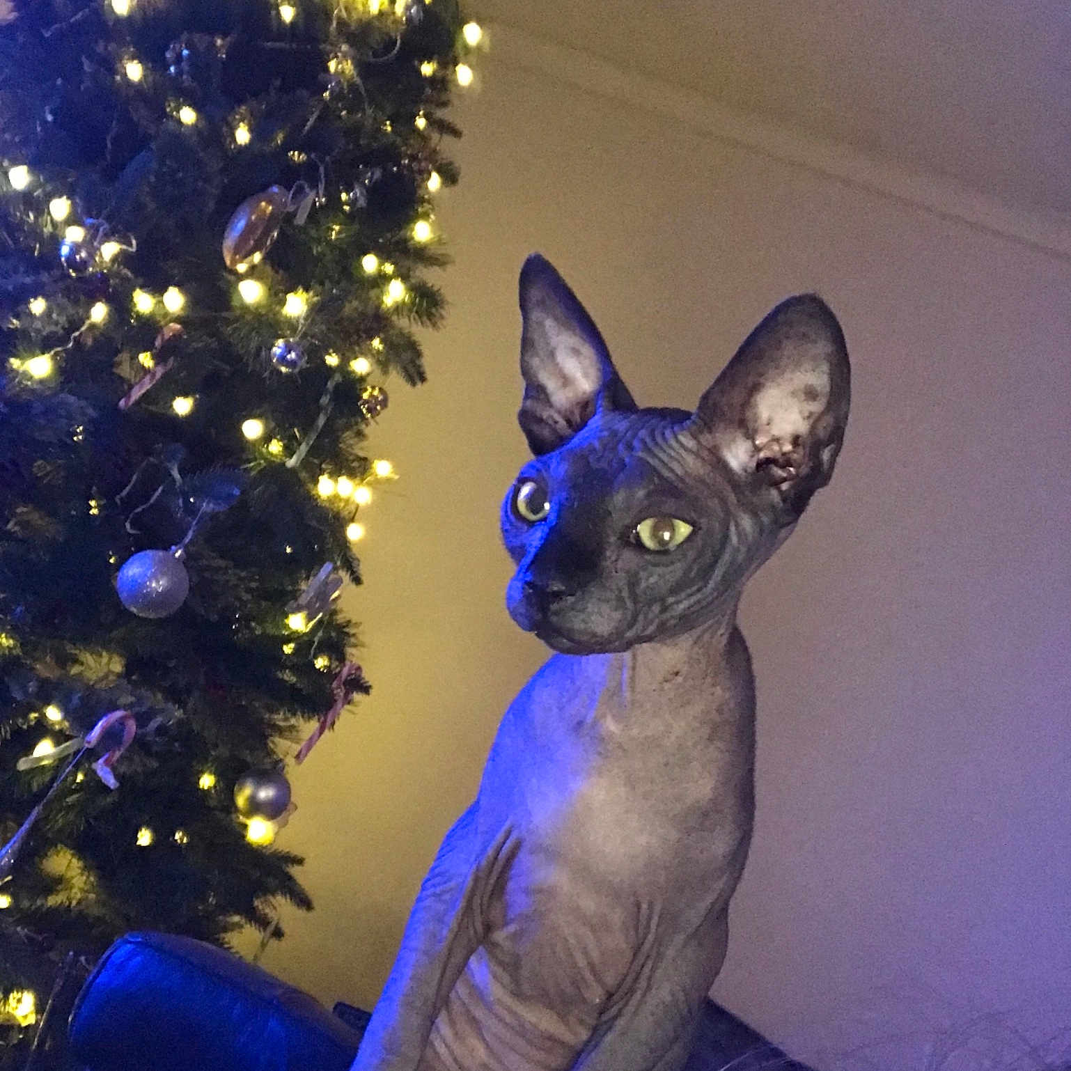 Connie is registered to the contest to win money with this photo: carnivoran, cat, cat_like_mammal, cornish_rex, devon_rex, hairless_cat, kitten, purple, small_to_medium_sized_cats, snout, sphynx, tail, whiskers