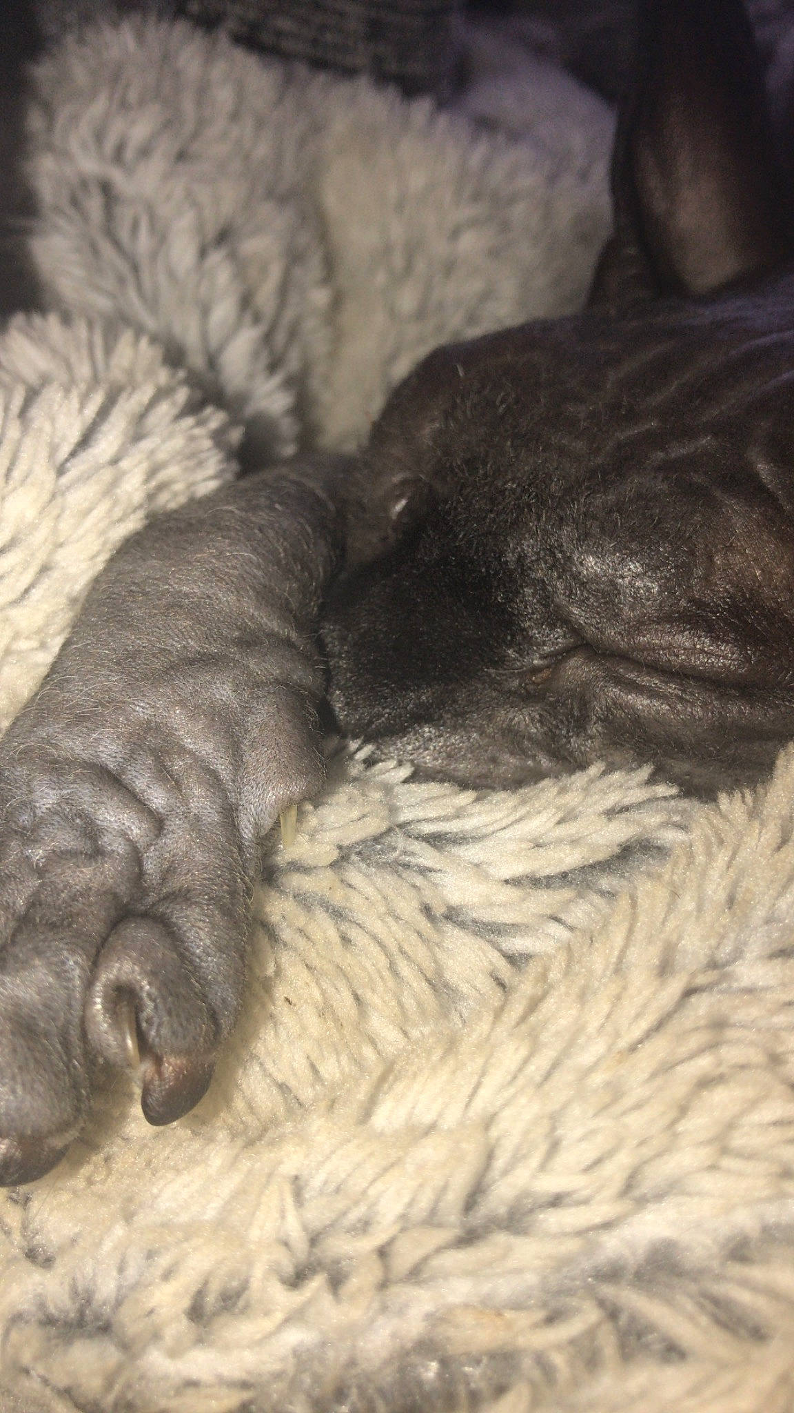 Connie is registered to the contest to win money with this photo: canidae, carnivore, dog, dog_breed, fawn, fur, non_sporting_group, puppy, shar_pei, skin, sporting_group, wrinkle