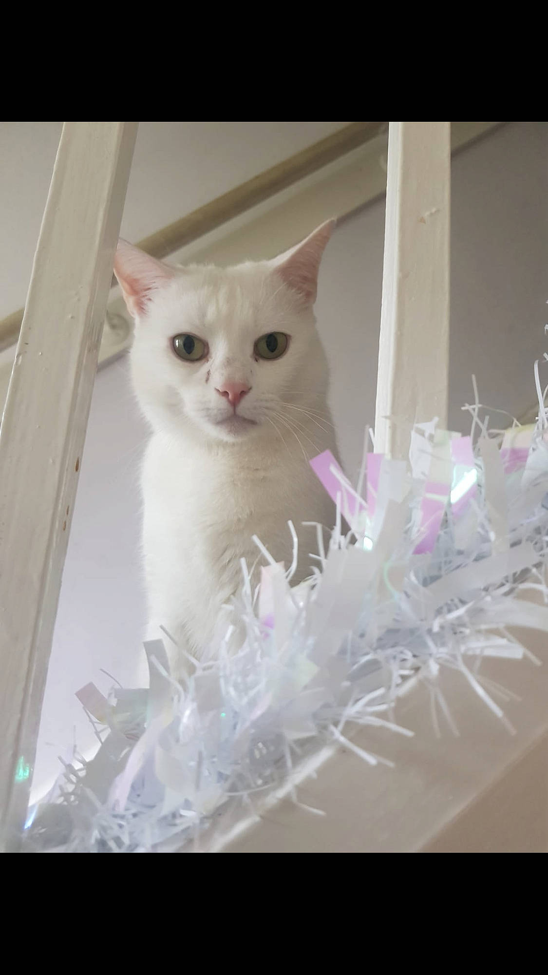 Mark joined the competition — help win amazing prizes! aegean_cat, burmilla, carnivoran, cat, cat_like_mammal, domestic_short_haired_cat, eye, khao_manee, kitten, person, small_to_medium_sized_cats, turkish_angora, turkish_van, whiskers, white