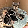 cat, kitten, mother_cat, tabby, cardboard_box, towel, newborn, nursing, bedding, cozy, indoor, striped, sleeping, paw, whiskers, feline, closeup, pet, family, cute