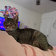 Boba is registered to the contest to win money with this photo: cat, tabby, pet, bed, blanket, pink, duvet, bedroom, indoor, television, wall_collage, mirror, door, ceiling_fan, whiskers, fur, relaxed, loaf, close_up, portrait