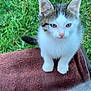 White Cat is registered to the contest to win money with this photo: kitten, cat, feline, pet, grass, towel, paws, ears, whiskers, outdoor, portrait, sitting, cute, young, small, fur, white, brown, eyes, tail